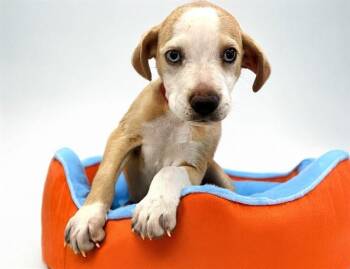 ARABELLA -  Australian Cattle Dog Blue Heeler and Mixed Breed Dog for Adoption in Fort Lauderdale, Florida - ARABELLA | PetCurious