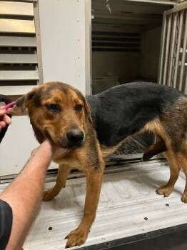 Rescue German Shepherd Dog and Mixed Breed Dogs for Adoption in Hot Springs, Arkansas - Junebug | PetCurious