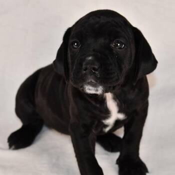 Mixed Breed Dogs Available for Adoption in Johnson City, Tennessee - Swiss | PetCurious