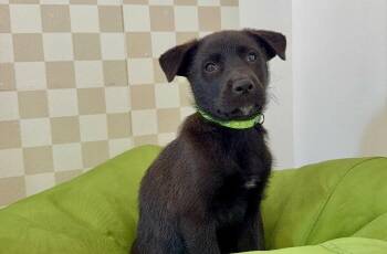 Lucky Care Bear -  Black Labrador Retriever and Black Mouth Cur Dog for Adoption in Friendswood, Texas - Lucky Care Bear | PetCurious