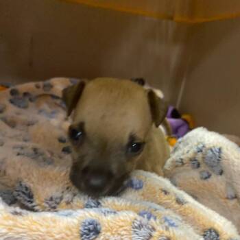 Nah Dog -  Mixed Breed Dog for Adoption in Port Richey, Florida - Nah Dog | PetCurious