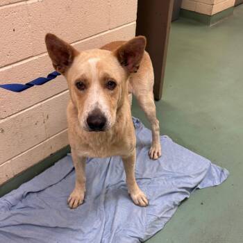 Ollie -  Mixed Breed Dog for Adoption in Memphis, Tennessee - Ollie | PetCurious