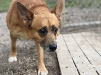 Frito -  Cattle Dog Dog for Adoption in Pomeroy, Ohio - Frito | PetCurious
