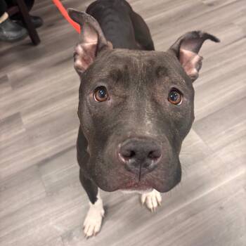 Pit Bull Terrier Dogs Available for Adoption in York, Pennsylvania - Zara | PetCurious