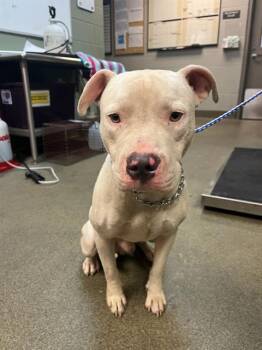 ASIO -  Mixed Breed Dog for Adoption in Jacksonville, Florida - ASIO | PetCurious