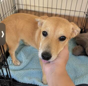 Foxy, happy and playful -  Mixed Breed and Yellow Labrador Retriever Dog for Adoption in Houston, Texas - Foxy, Happy And Playful | PetCurious