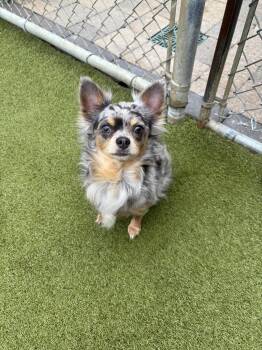 Chihuahua Dogs Available for Adoption - Phineas | PetCurious