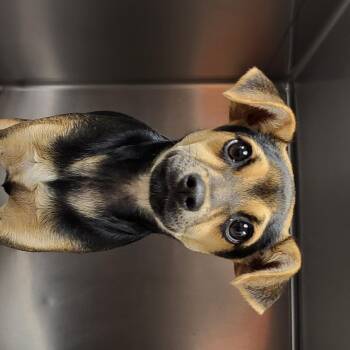 Feist Dogs Available for Adoption in Marion, Mississippi - Piper | PetCurious
