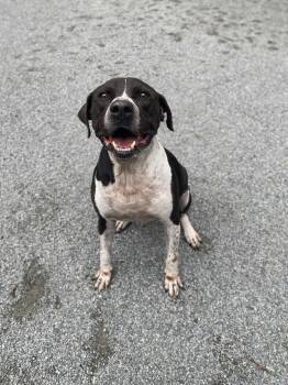 Rescue German Shorthaired Pointer and Pit Bull Terrier Dogs for Adoption in Emporia, Virginia - Gus | PetCurious