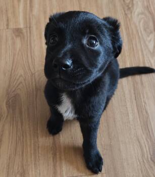 Yogi -  Australian Shepherd and Mixed Breed Dog for Adoption in Columbia, Illinois - Yogi | PetCurious