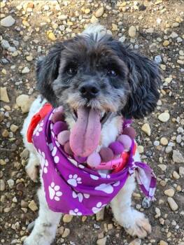 Wiggles -  English Cocker Spaniel and Schnauzer Dog for Adoption in Garden Valley, Idaho - Wiggles | PetCurious