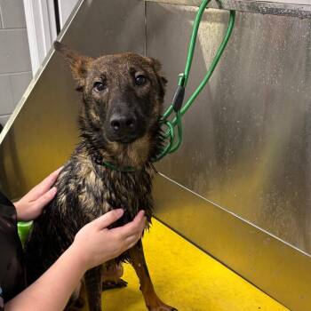Rocko -  Shepherd and Mixed Breed Dog for Adoption in Galax, Virginia - Rocko | PetCurious