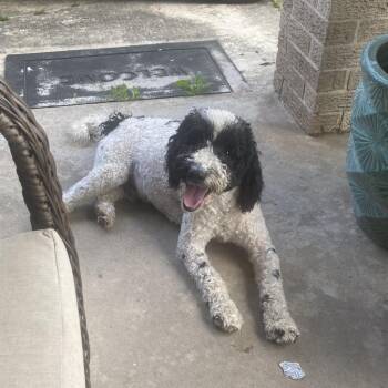 Jordan Michael (Benefactor Dog) -  Poodle and Golden Retriever Dog for Adoption in New Orleans, Louisiana - Jordan Michael (Benefactor Dog) | PetCurious