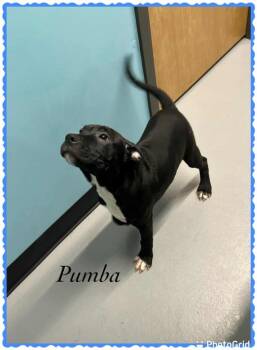 Rescue Boxer and Pit Bull Terrier Dogs for Adoption in Princeton, Massachusetts - Pumba Hernando - LOCAL | PetCurious