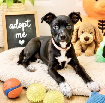 Nala -  Chihuahua and Rat Terrier Dog for Adoption in Austin, Texas - Nala | PetCurious
