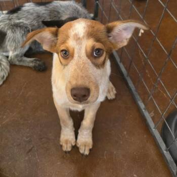 Chili -  Cattle Dog and Shepherd Dog for Adoption in Otisfield, Maine - Chili | PetCurious