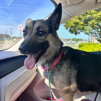 German Shepherd Dog Dogs Available for Adoption in Brownsboro, Alabama - Annika | PetCurious
