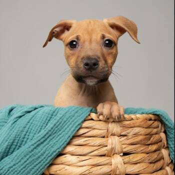 Sage -  Pit Bull Terrier Dog for Adoption in Chester Springs, Pennsylvania - Sage | PetCurious