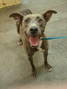 Hayley -  Pit Bull Terrier Dog for Adoption in Swainsboro, Georgia - Hayley | PetCurious