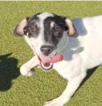 Rescue Mixed Breed Dogs for Adoption in West Chester, Pennsylvania - Princess | PetCurious