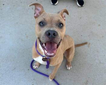 ZION -  Pit Bull Terrier Dog for Adoption in Charlotte, North Carolina - ZION | PetCurious