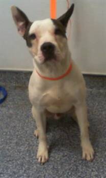 BLUEBERRY -  Pit Bull Terrier Dog for Adoption in Charlotte, North Carolina - BLUEBERRY | PetCurious