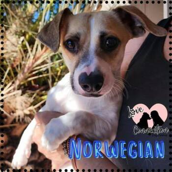 Norwegian -  Chihuahua Dog for Adoption in Gilbert, Arizona - Norwegian | PetCurious