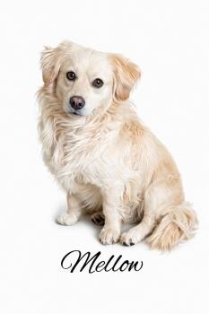 Mixed Breed Dogs Available for Adoption - Mellow | PetCurious