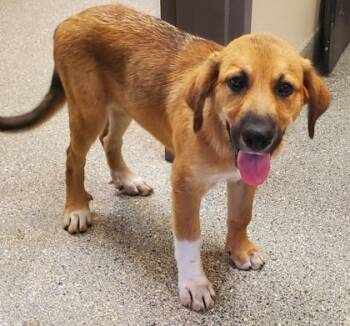 Kat -  Anatolian Shepherd and Mixed Breed Dog for Adoption in Kansas City, Missouri - Kat | PetCurious