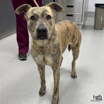 Nutmeg -  Shepherd Dog for Adoption in Washington, District Of Columbia - Nutmeg | PetCurious