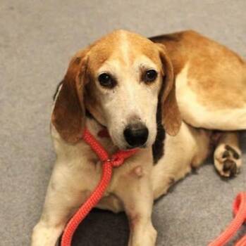 26-01531 GOLDIE -  Hound Dog for Adoption in Fredericksburg, Virginia - 26-01531 GOLDIE | PetCurious