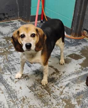 Chase #154 -  Beagle Dog for Adoption in New Lexington, Ohio - Chase #154 | PetCurious
