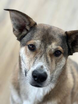 Catahoula Leopard Dog Dogs Available for Adoption in Littleton, Colorado - Sam | PetCurious