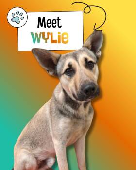 Shepherd Dogs Available for Adoption in Sulphur, Kentucky - Wylie | PetCurious