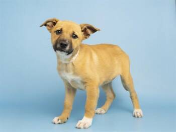 Dutch Shepherd and Parson Russell Terrier Dogs Available for Adoption in Phoenix, Arizona - CLOVER | PetCurious