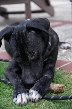 Rescue Greyhound Dogs for Adoption in Carolina, Carolina - Goodie- The Comeback Kid | PetCurious