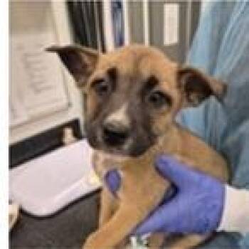 German Shepherd Dog Dogs Available for Adoption in Clearwater, Florida - Shae | PetCurious