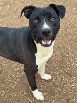 Pit Bull Terrier and Mixed Breed Dogs Available for Adoption - Judd | PetCurious