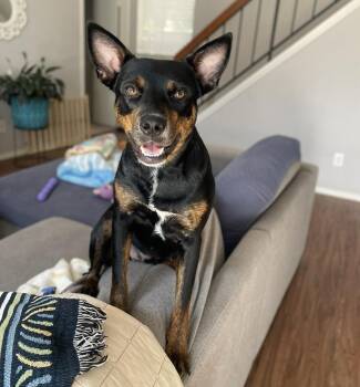 Grace -  Australian Kelpie Dog for Adoption in Denver, Colorado - Grace | PetCurious