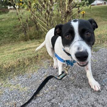 Murphy -  Jack Russell Terrier and Mixed Breed Dog for Adoption in Nashville, Tennessee - Murphy | PetCurious