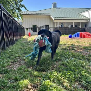 Black Labrador Retriever Dogs Available for Adoption in Roanoke, Virginia - Duke | PetCurious