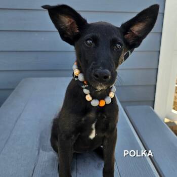 Polka -  Black Labrador Retriever and Pit Bull Terrier Dog for Adoption in Madisonville, Tennessee - Polka | PetCurious