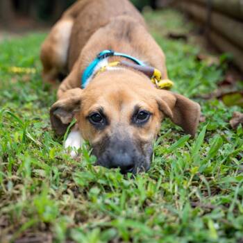 Echo -  Terrier and Mixed Breed Dog for Adoption in Gainesville, Georgia - Echo | PetCurious