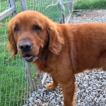 Max -  Golden Retriever Dog Available for Adoption in Goltry, Oklahoma - Max | PetCurious