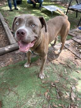 Zeus -  American Bully Dog for Adoption in Pensacola, Florida - Zeus | PetCurious