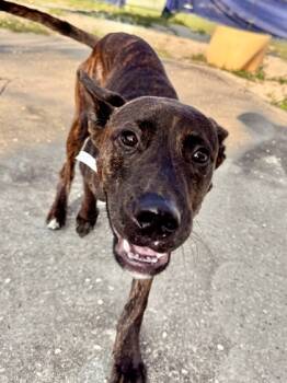 Rescue Pit Bull Terrier and Mixed Breed Dogs for Adoption in New Orleans, Louisiana - Quinn | PetCurious