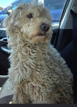 Scooby -  Labradoodle Dog for Adoption in Dallas, Texas - Scooby | PetCurious