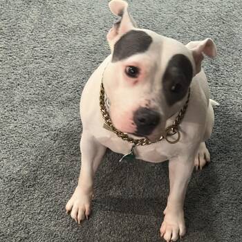 Susy - Home to Home -  Pit Bull Terrier Dog for Adoption in South Elgin, Illinois - Susy - Home To Home | PetCurious