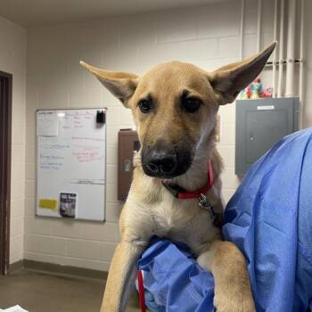 Bluey -  Shepherd and Mixed Breed Dog for Adoption in San Antonio, Texas - Bluey | PetCurious