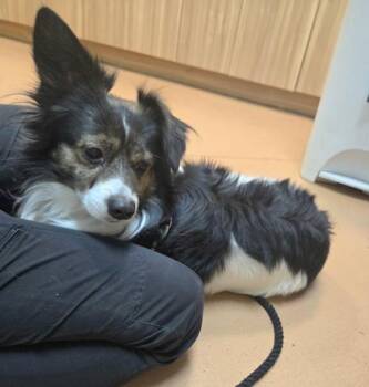 Manchas -  Cardigan Welsh Corgi and Chihuahua Dog for Adoption in Kennewick, Washington - Manchas | PetCurious